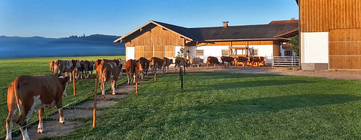 Schneiderbauer-Hof - Bio Fleckvieh Kalbinnenaufzucht