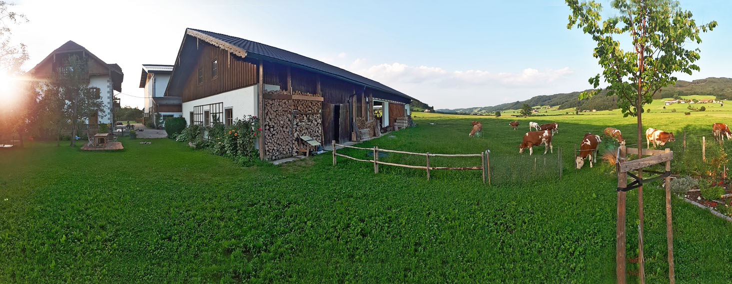 Schneiderbauer-Hof - Kalbinnenaufzucht