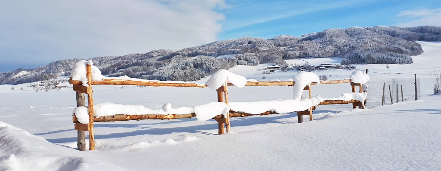 Bio Fleckvieh Kalbinnen vom Schneiderbauer-Hof - Kalbinnenaufzucht