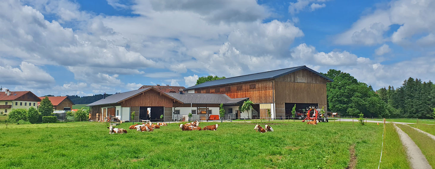 Bio Fleckvieh Kalbinnen vom Schneiderbauer-Hof - Kalbinnenaufzucht