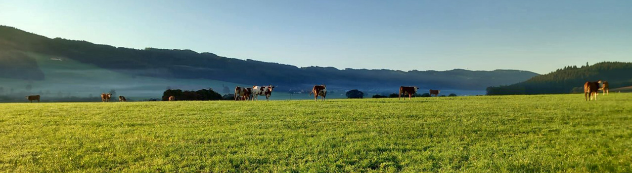 Schneiderbauer-Hof - Kalbinnenaufzucht