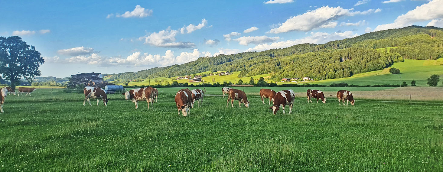 Bio Fleckvieh Kalbinnen vom Schneiderbauer-Hof - Kalbinnenaufzucht