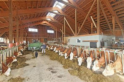 Martin und Sandra Enzesberger, 'Greischbauer' Thalgau, 36 Milchkhe