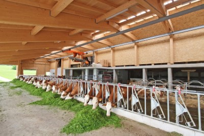 Familie Hans-Peter Winkler, 'Huber' Thalgau, 30 Milchkhe