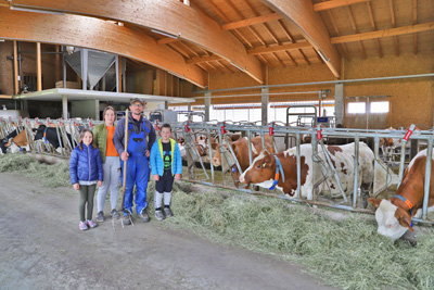 zufriedene Kufer, Fleckvieh Kalbinnen vom Schneiderbauer-Hof