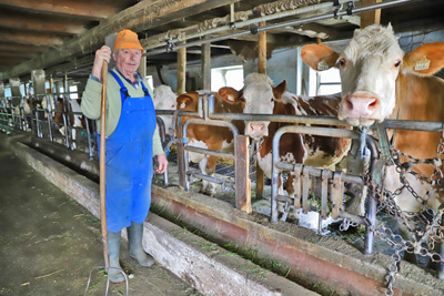 zufriedene Kufer, Fleckvieh Kalbinnen vom Schneiderbauer-Hof